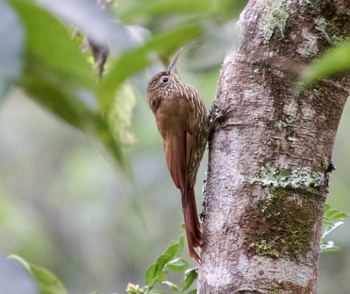 Montane Woodcreeper - ML617330395