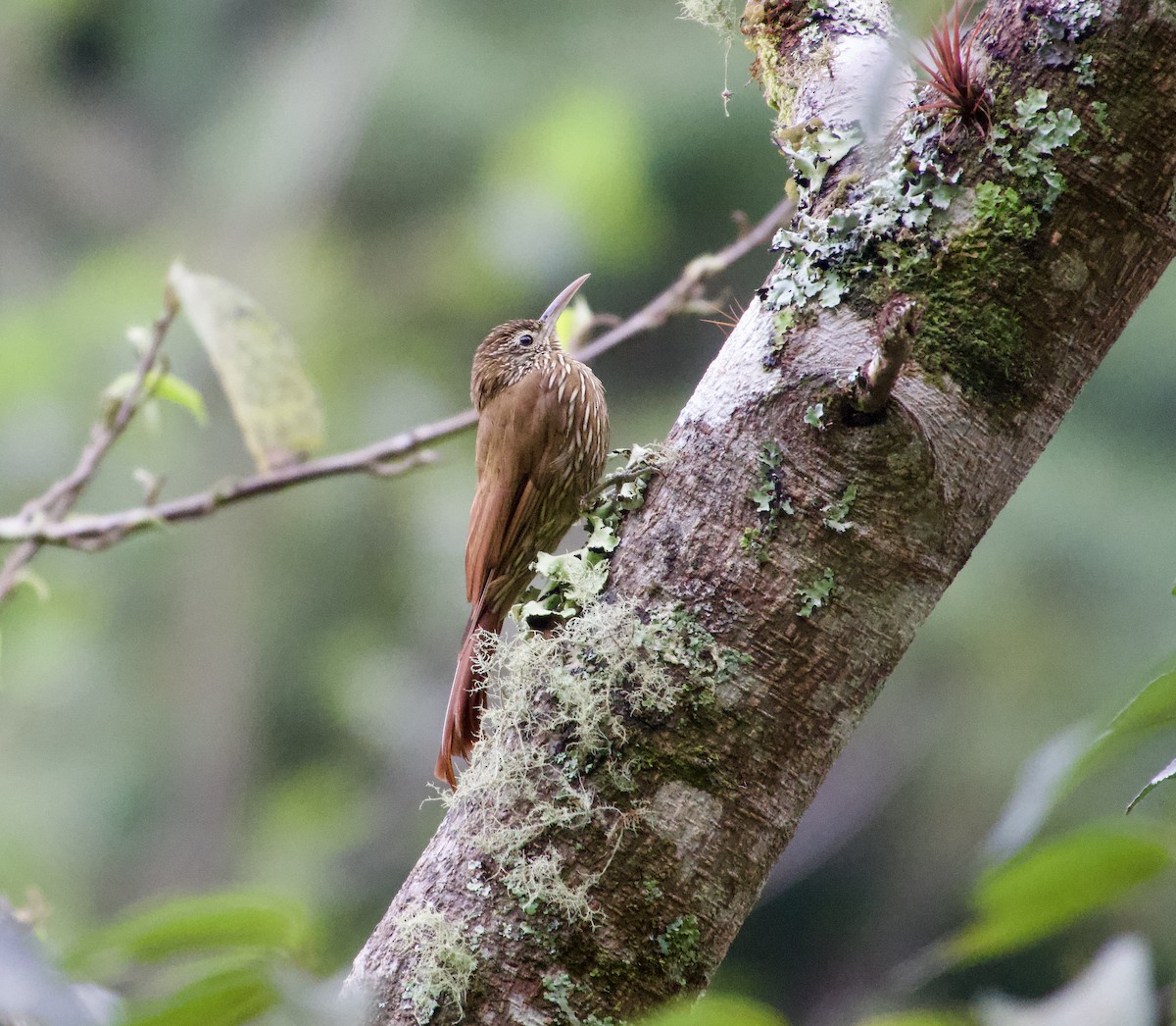 Montane Woodcreeper - ML617330397