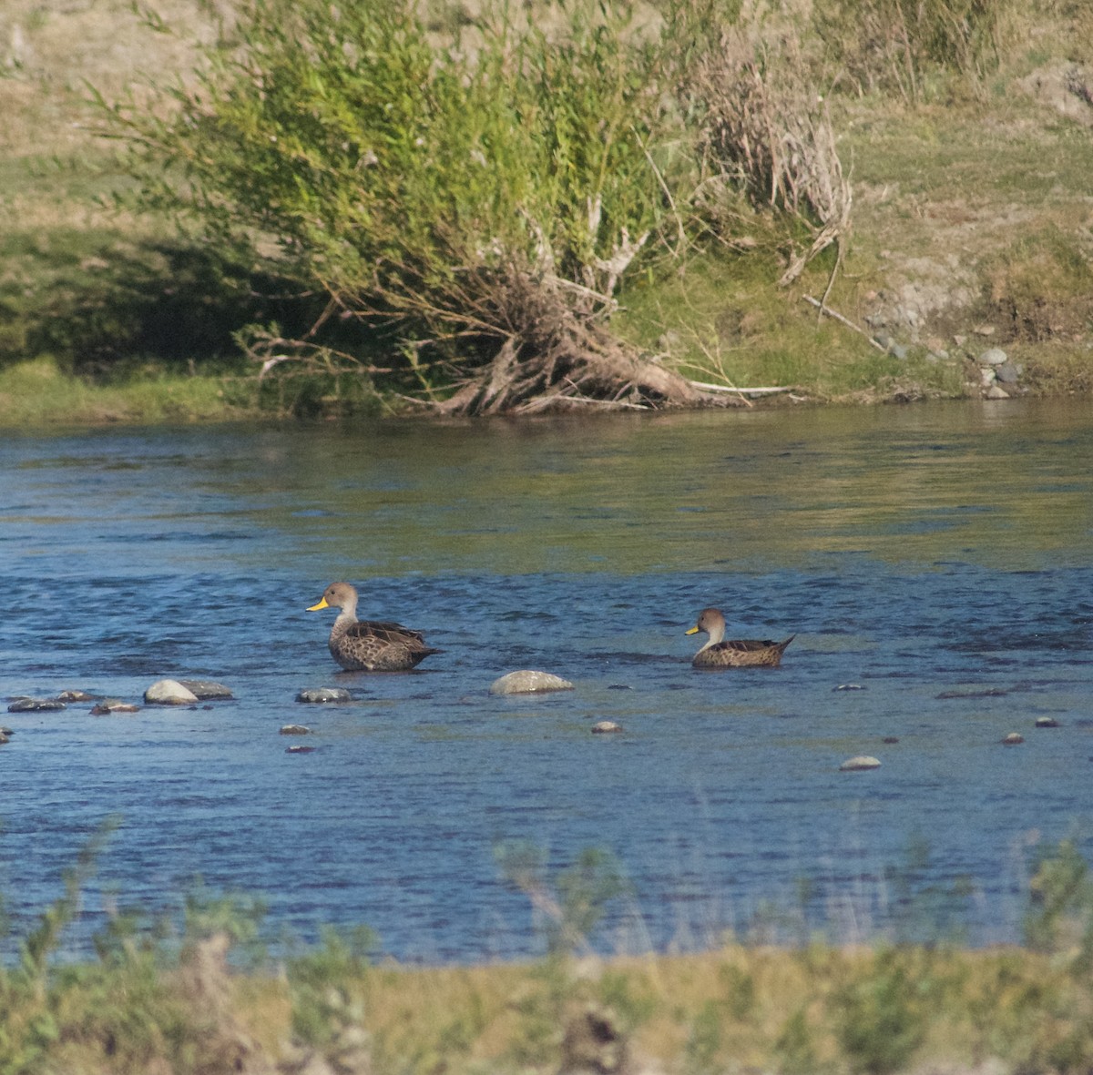 Yellow-billed Pintail - ML617330409