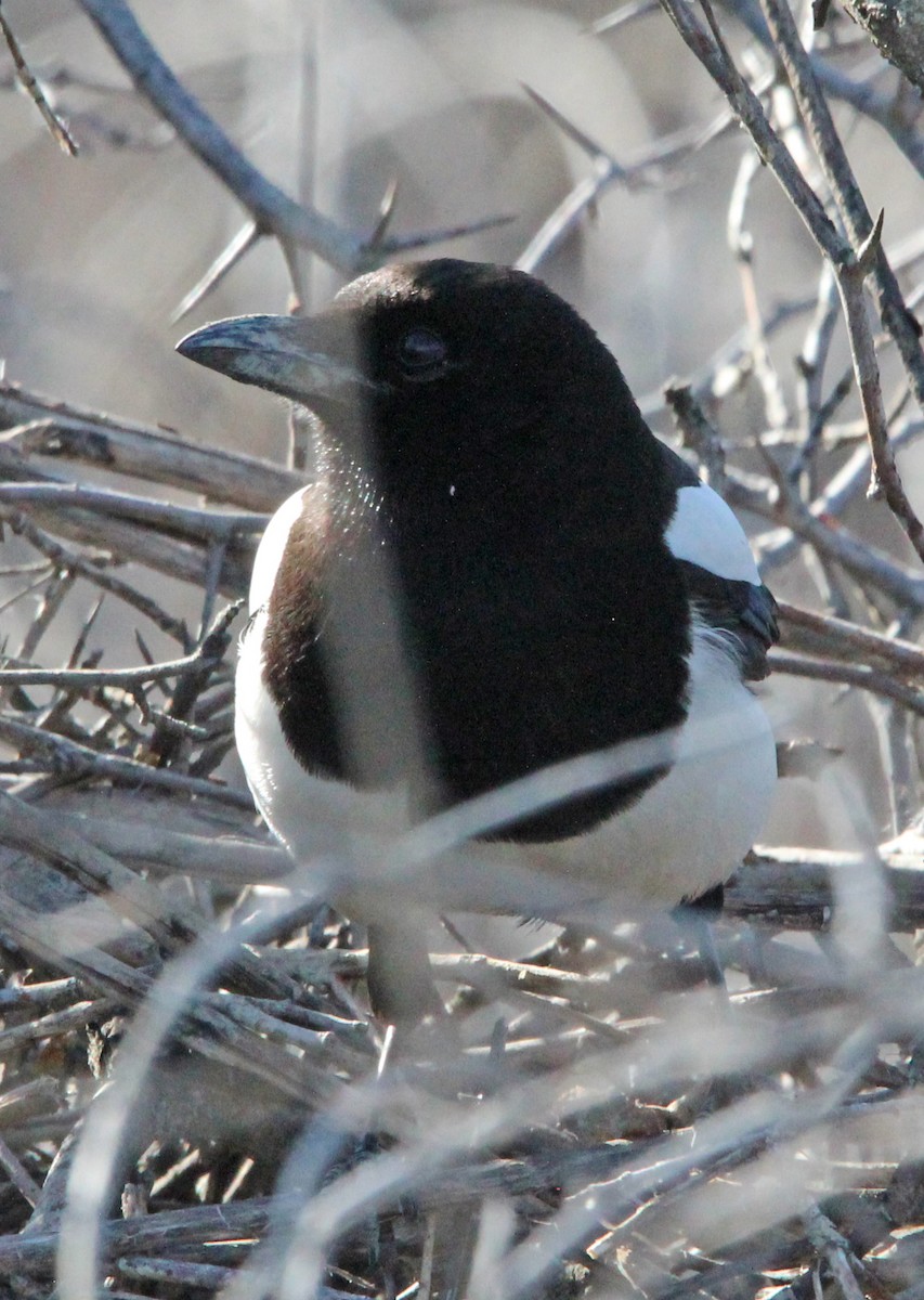 Black-billed Magpie - ML617330421