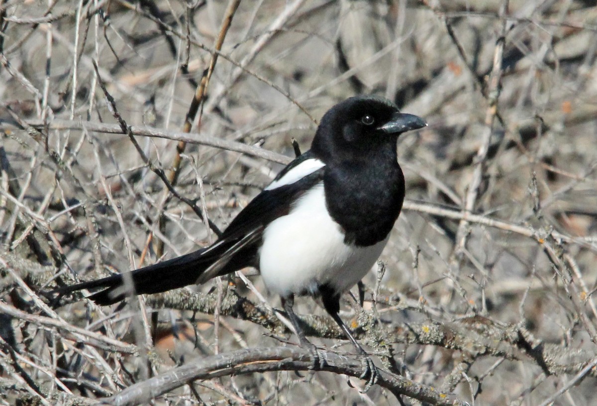 Black-billed Magpie - ML617330422