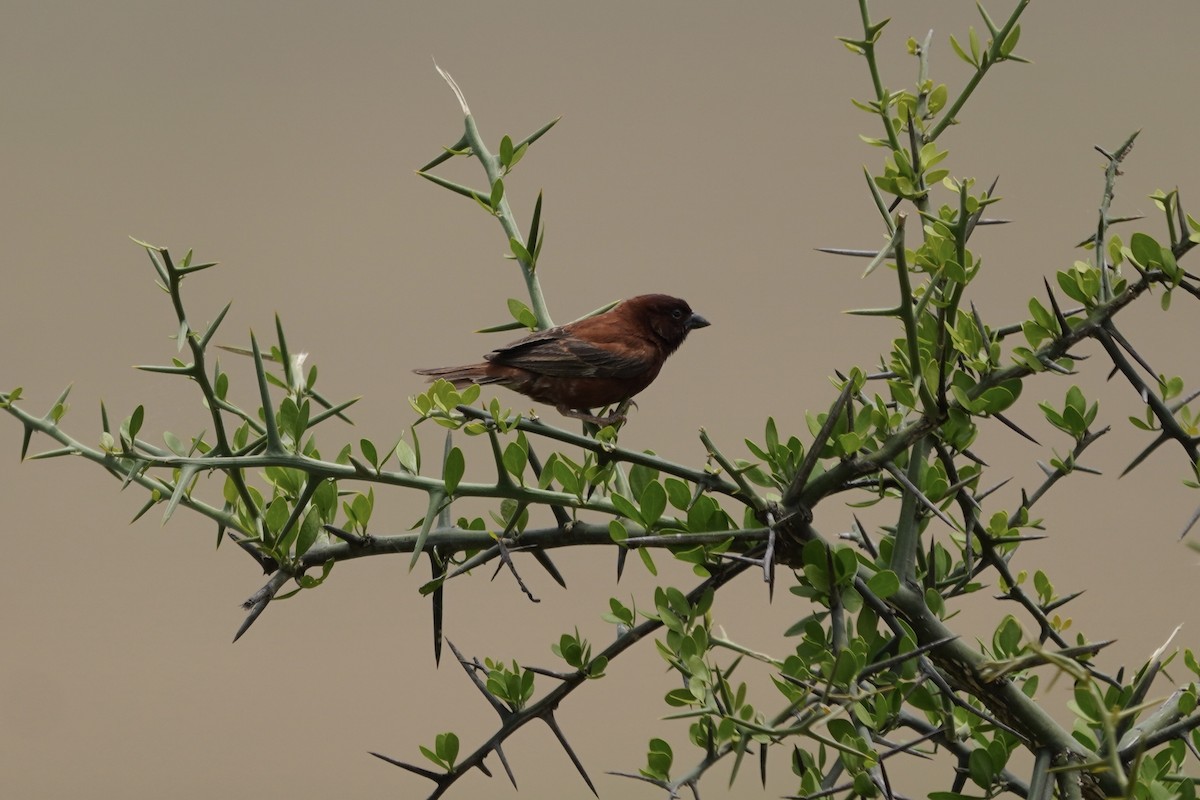 Chestnut Sparrow - ML617330427