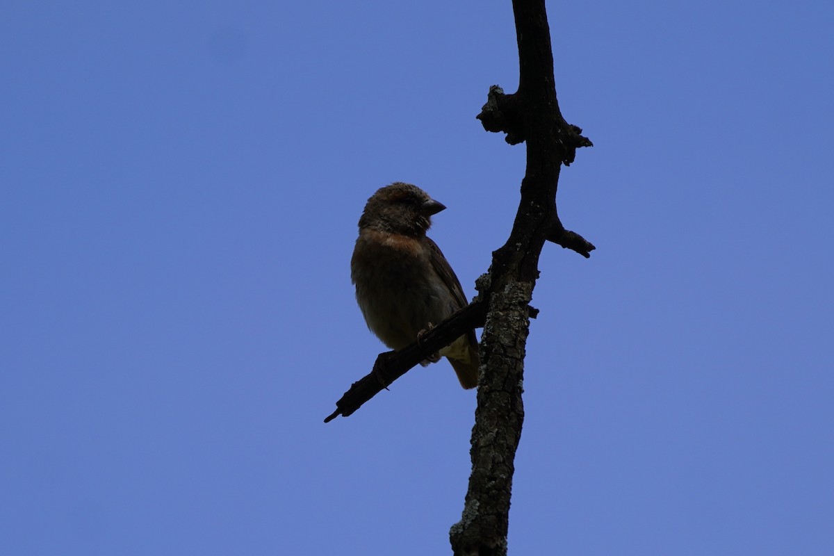 Chestnut Sparrow - ML617330428