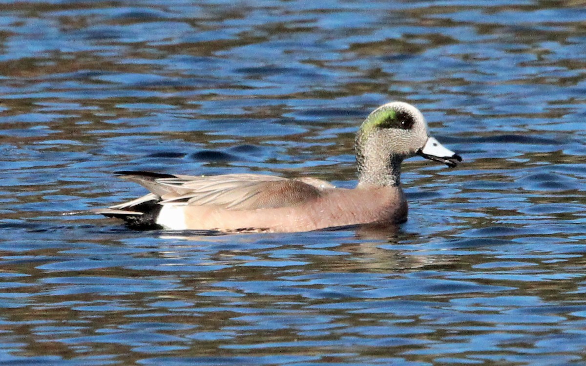 American Wigeon - Kathy Brennan