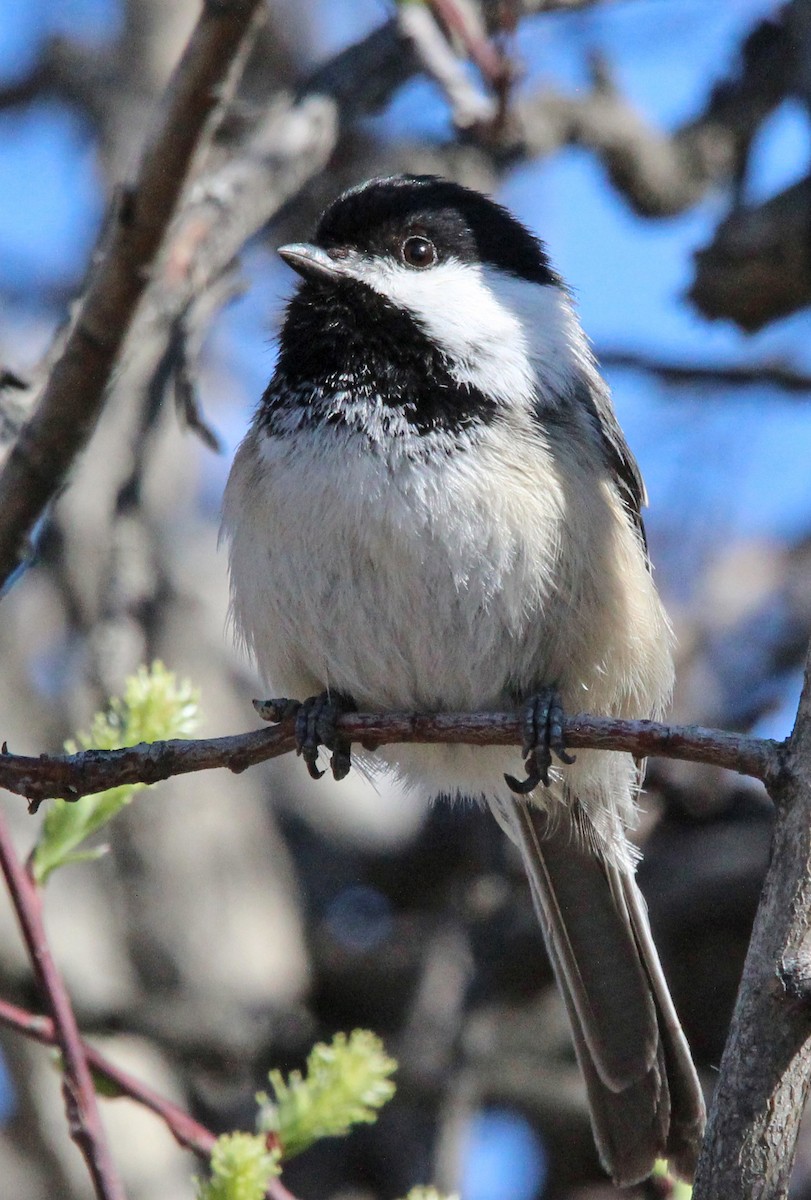 Black-capped Chickadee - Kathy Brennan