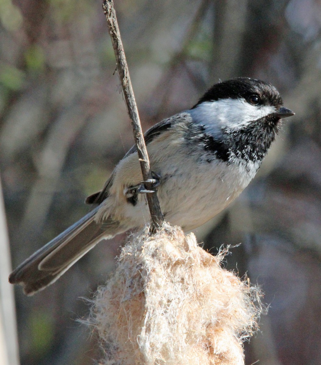 Black-capped Chickadee - Kathy Brennan