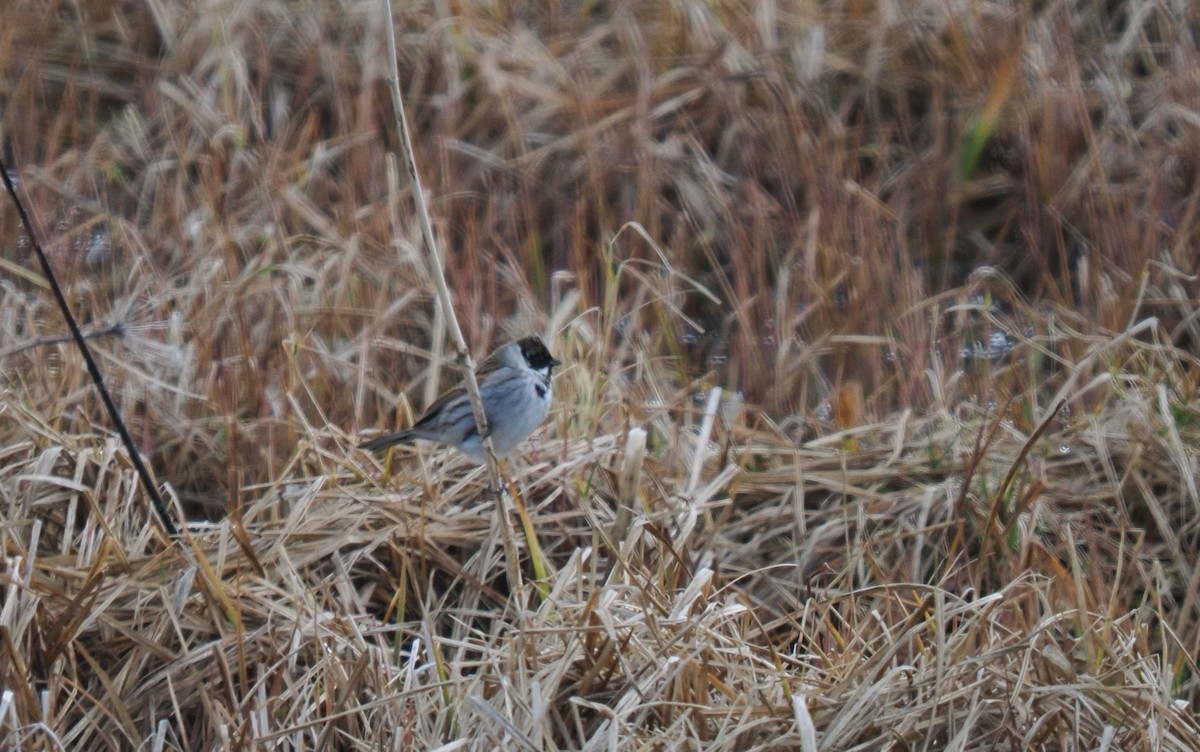 Reed Bunting - ML617330516