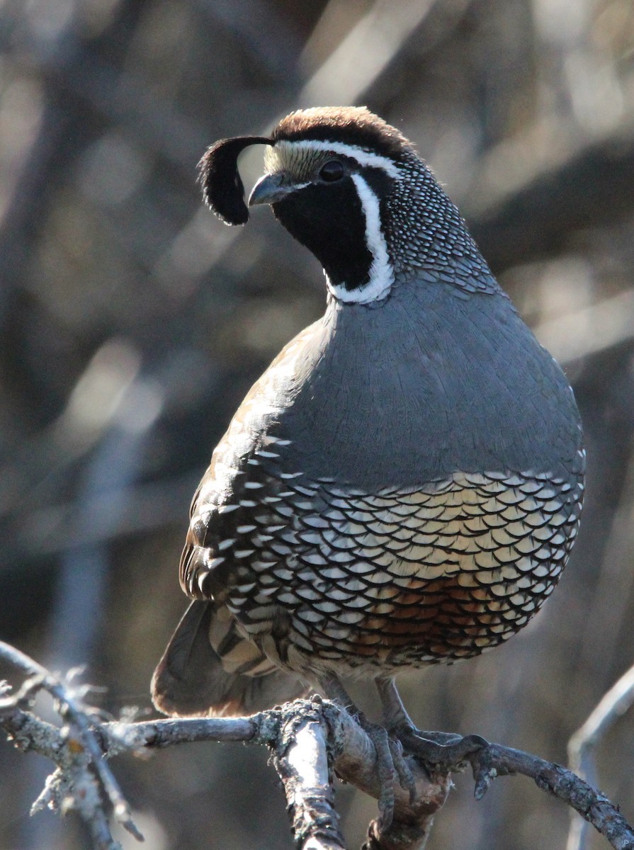 California Quail - Kathy Brennan