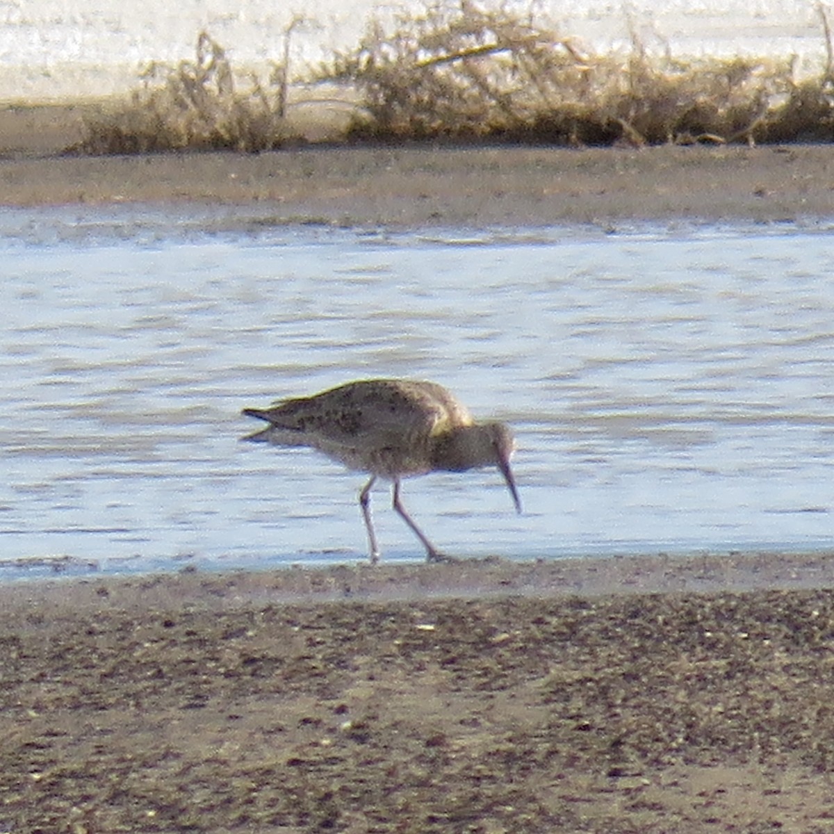 Willet - ML617330570