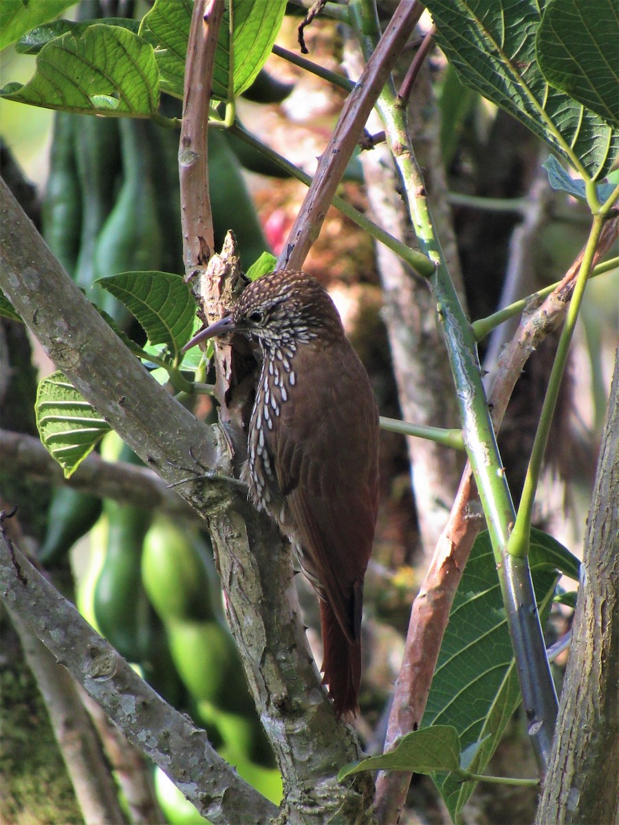 Montane Woodcreeper - ML617330580