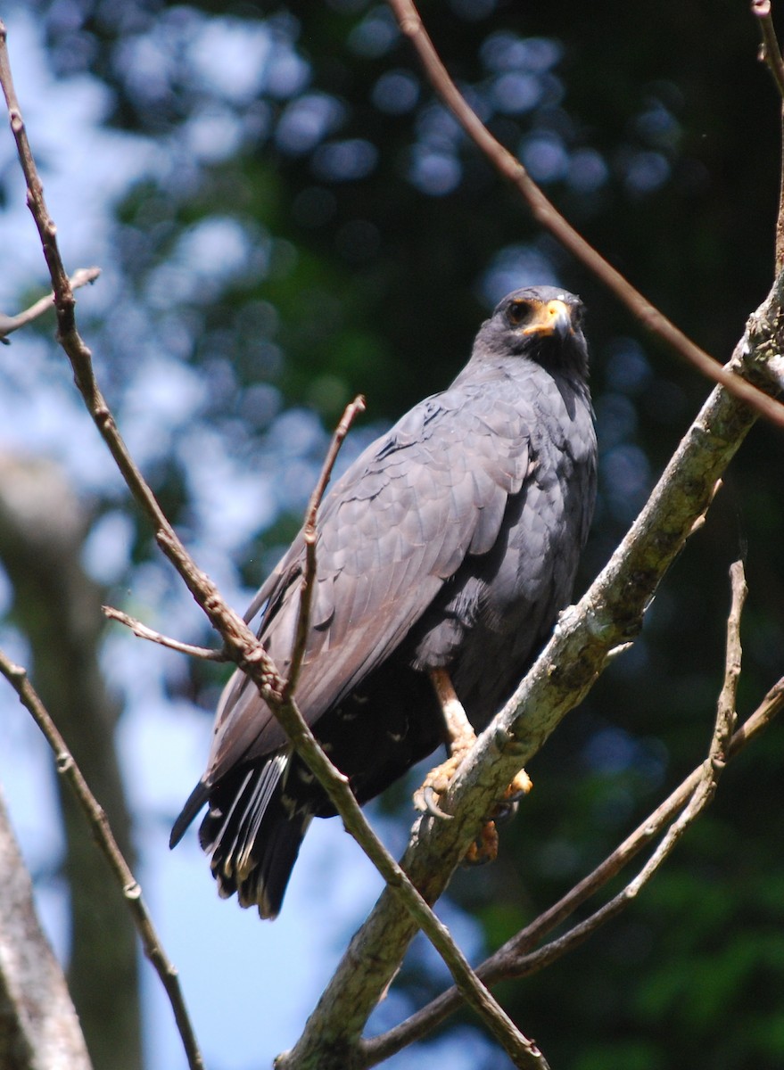 Plumbeous Hawk - ML617330582