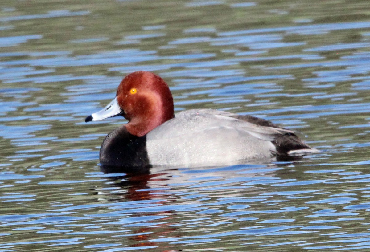 Redhead - ML617330590