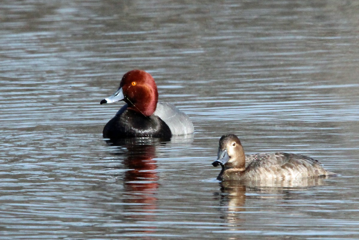 Redhead - Kathy Brennan