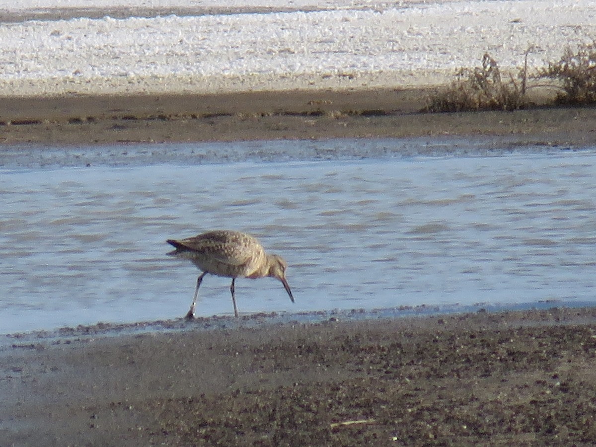 Willet - Pam Otley