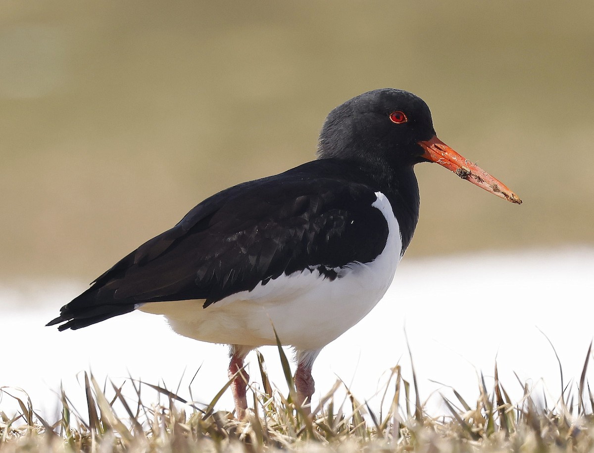 Eurasian Oystercatcher - ML617330607