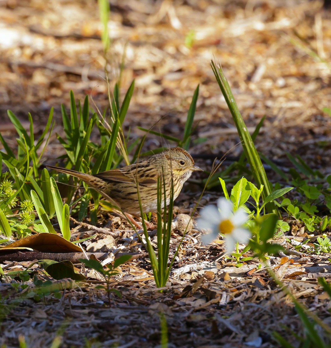 Lincoln's Sparrow - ML617330620