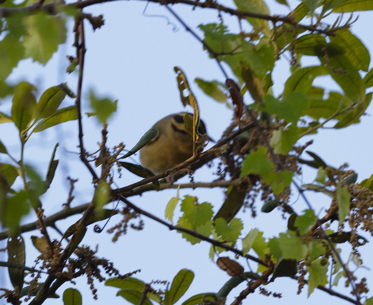 Worm-eating Warbler - ML617330630