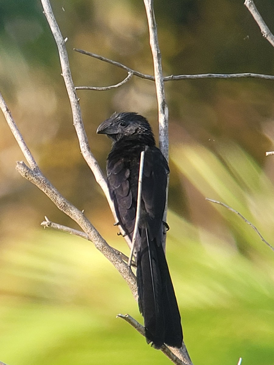 Groove-billed Ani - Clifford Hawley