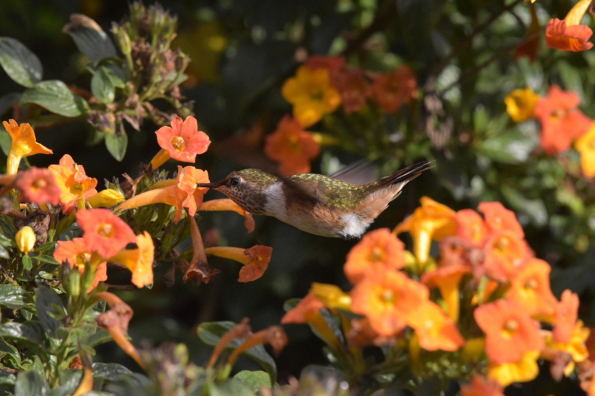 Volcano Hummingbird - Diane Allison