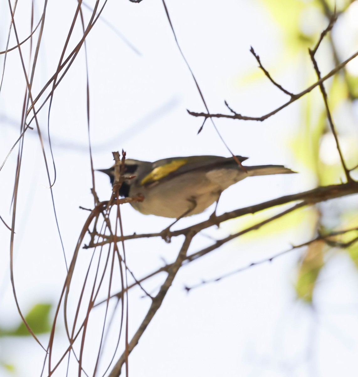 Golden-winged Warbler - ML617330651