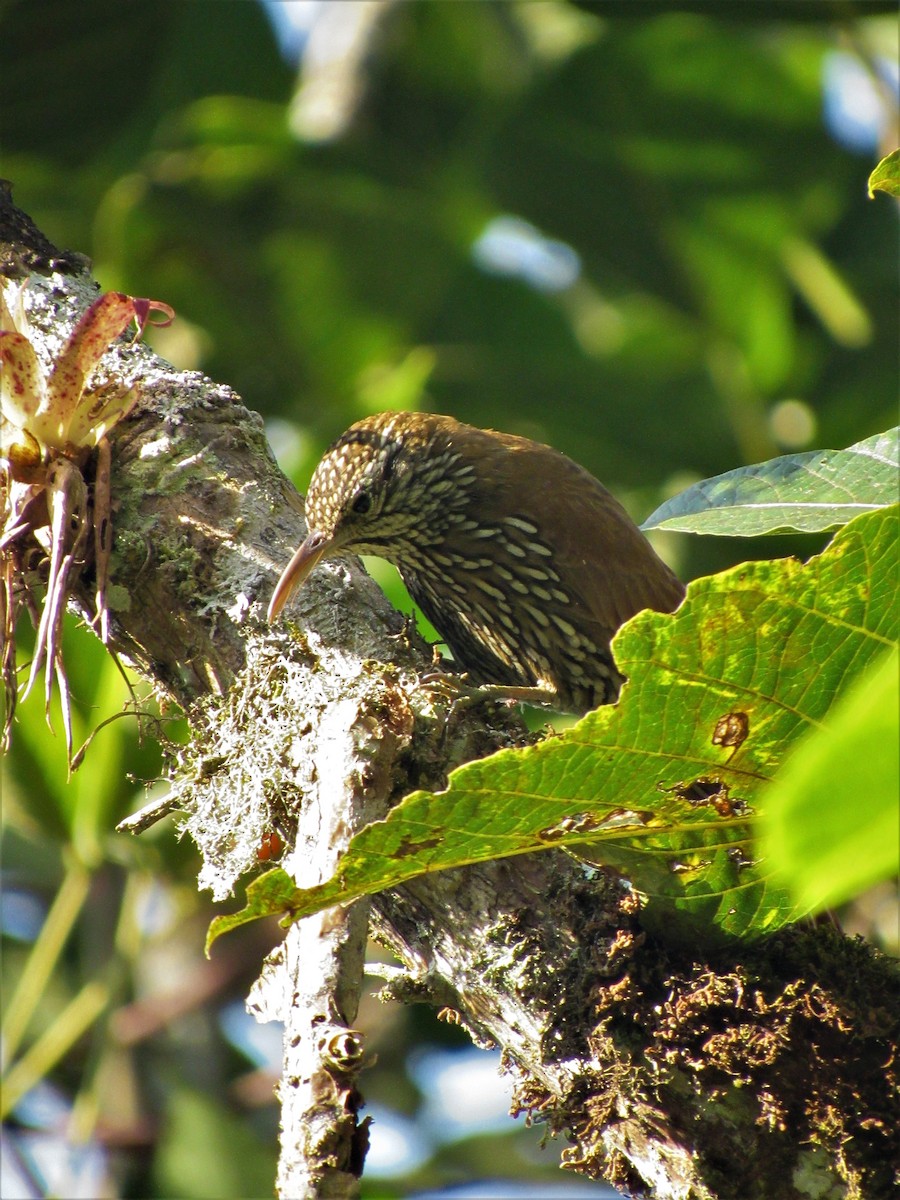 Montane Woodcreeper - ML617330667