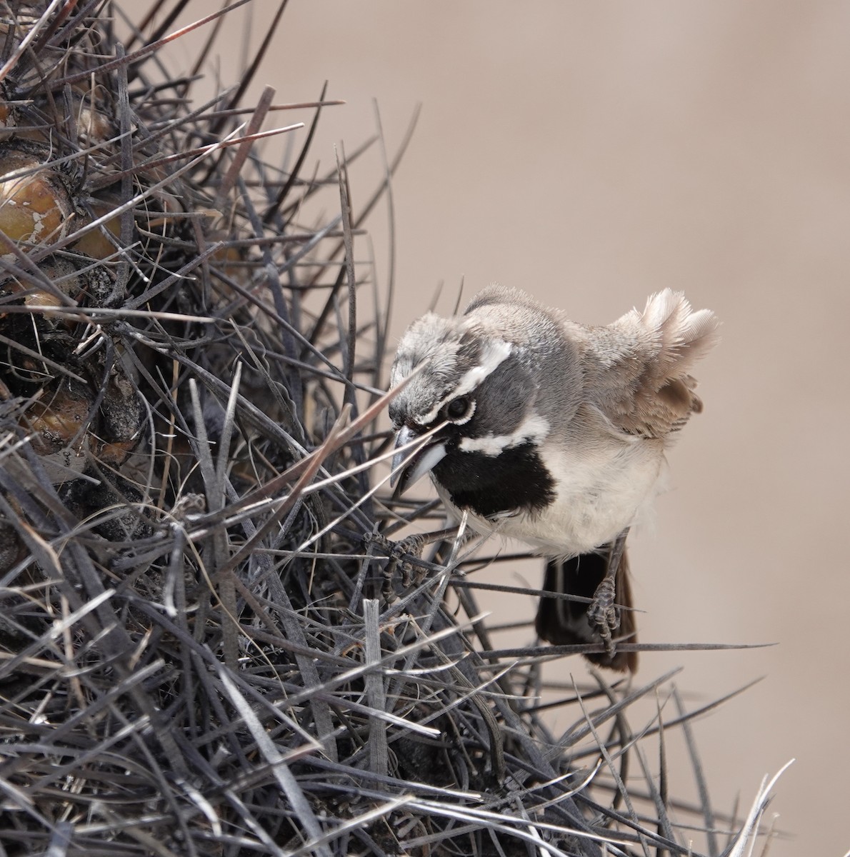 Black-throated Sparrow - ML617330670