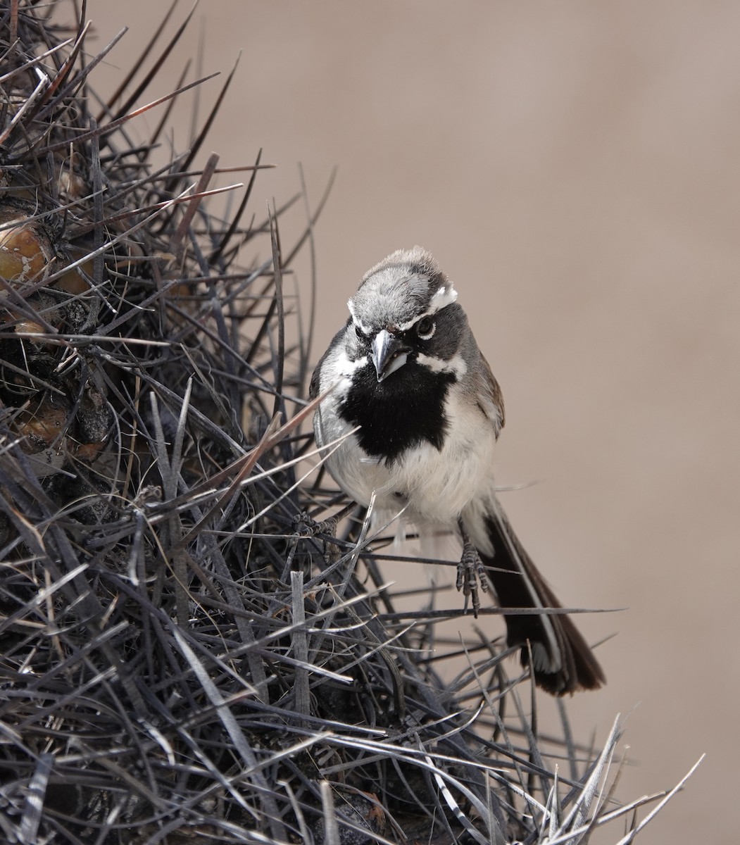 Black-throated Sparrow - ML617330671