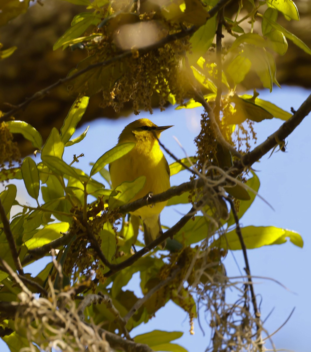 Blue-winged Warbler - ML617330687