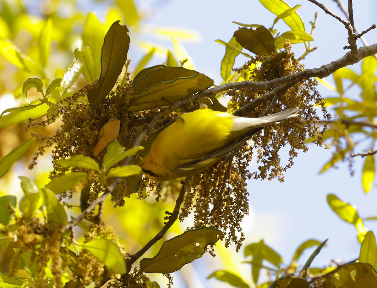 Blue-winged Warbler - ML617330689