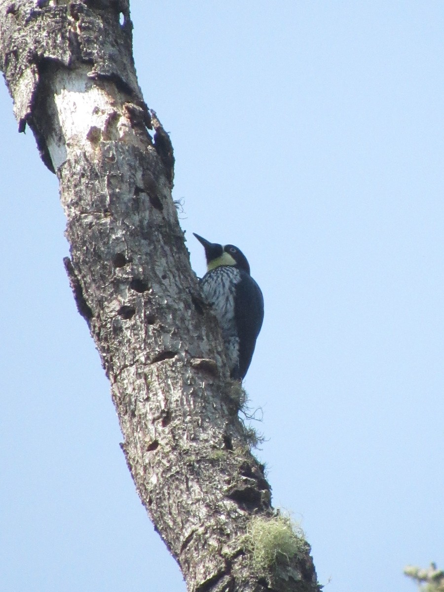 Acorn Woodpecker - ML617330697