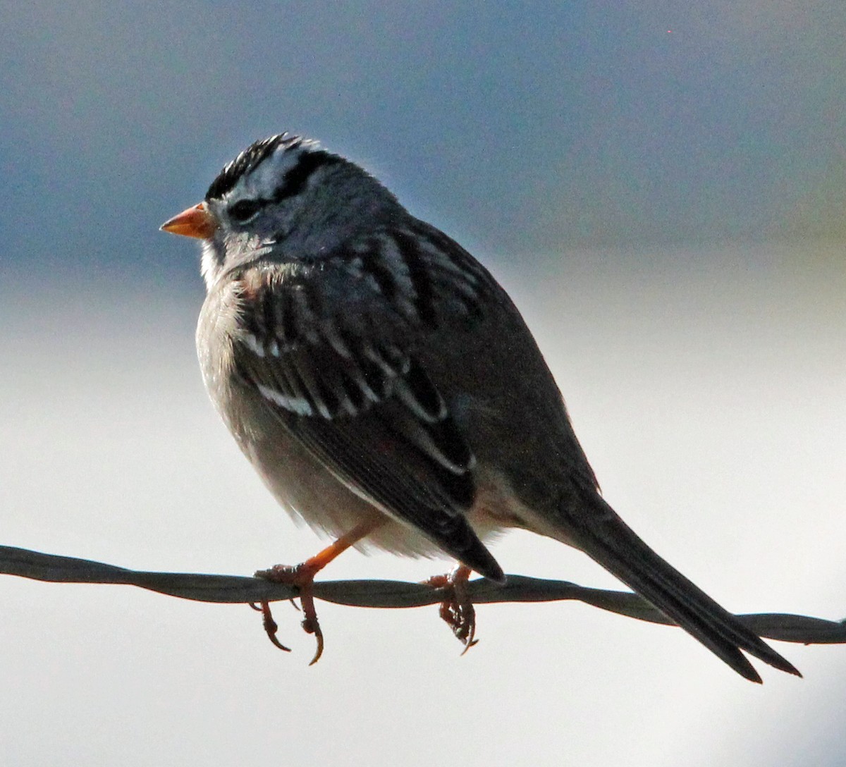 White-crowned Sparrow - Kathy Brennan