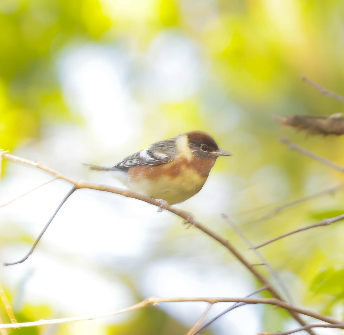 Bay-breasted Warbler - ML617330713