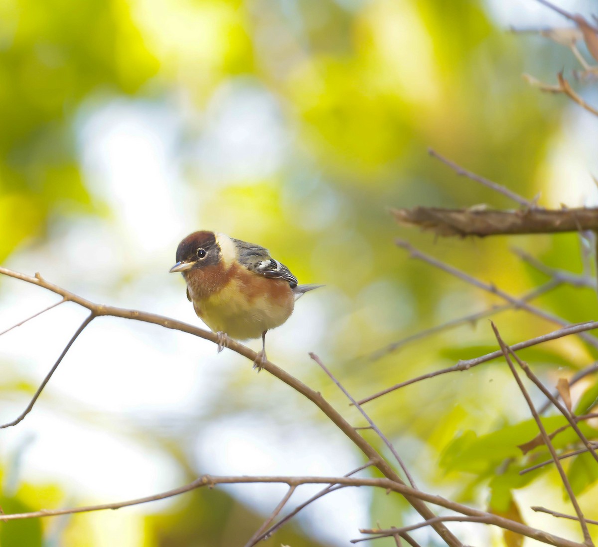 Bay-breasted Warbler - ML617330714