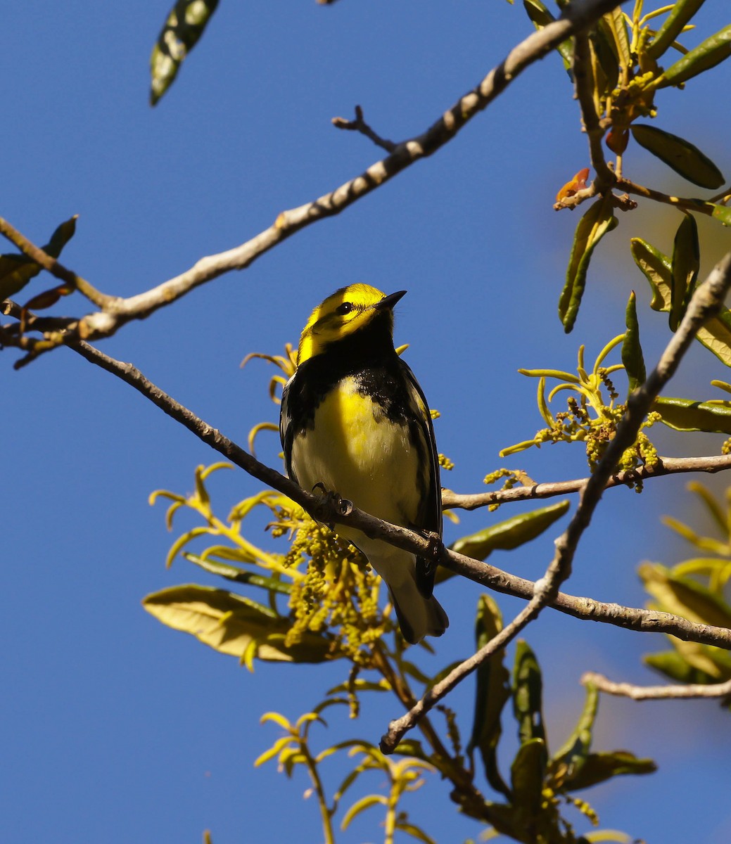 Black-throated Green Warbler - ML617330720