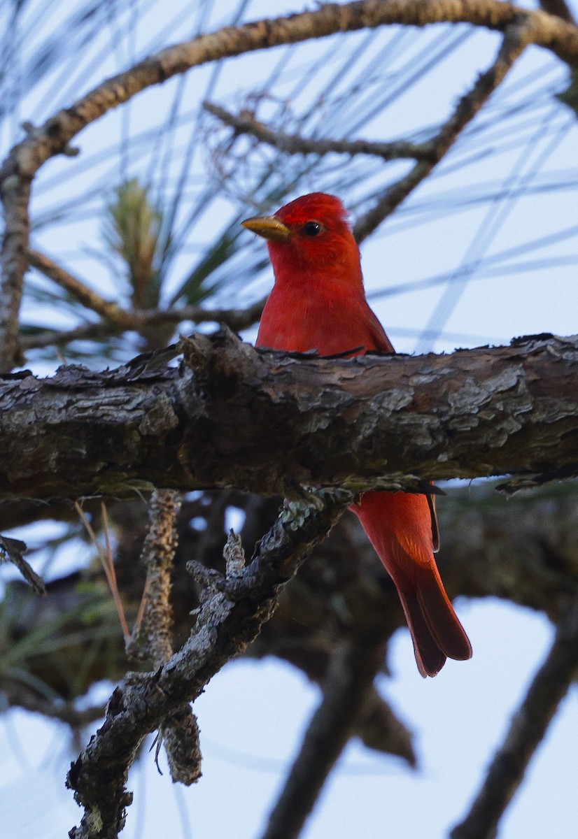 Summer Tanager - ML617330726