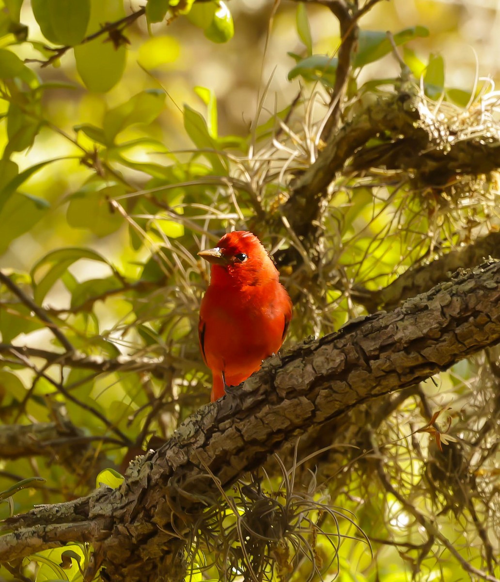 Summer Tanager - ML617330728