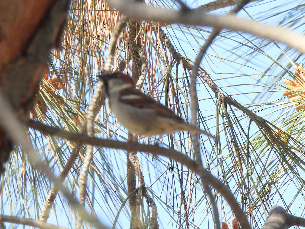 House Sparrow - ML617330735