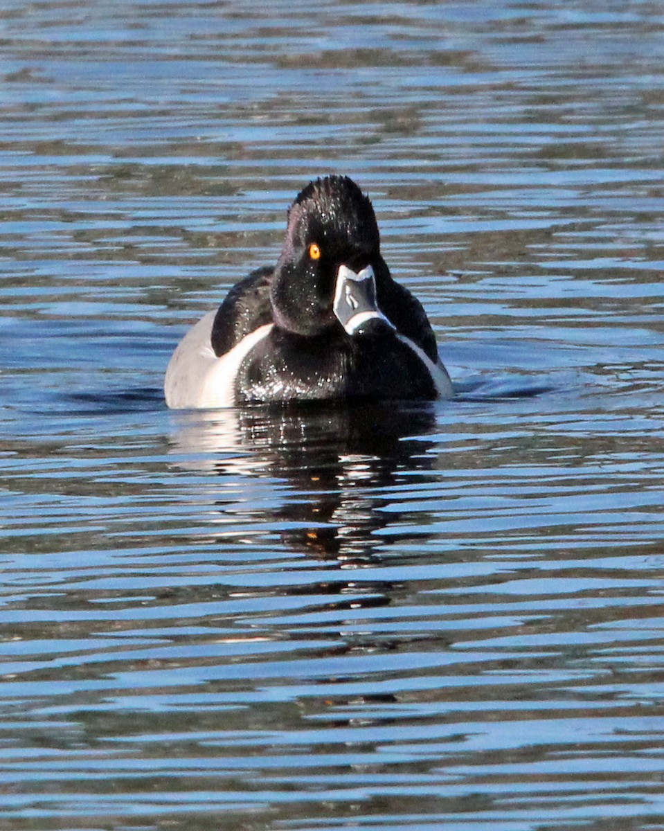 Ring-necked Duck - Kathy Brennan