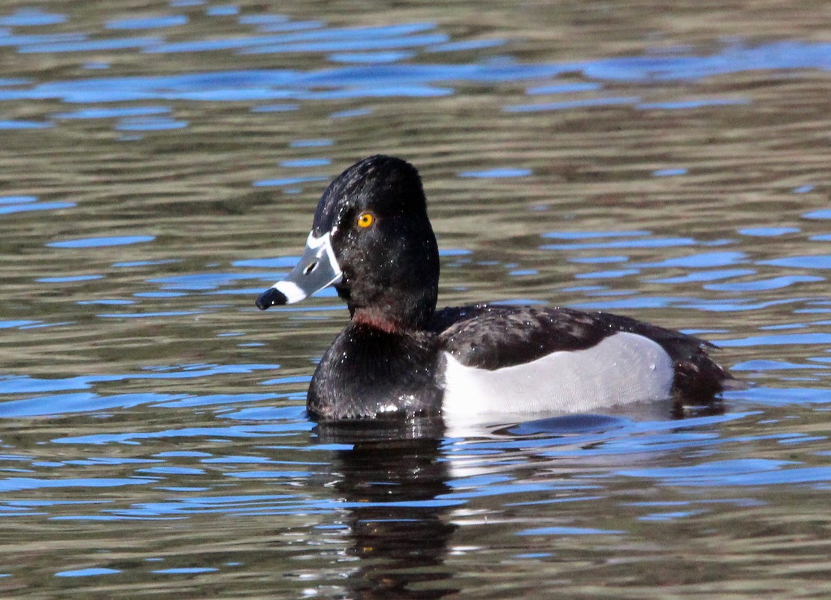 Ring-necked Duck - Kathy Brennan