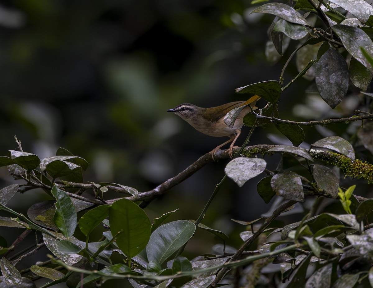 Riverbank Warbler - Clarisse Odebrecht