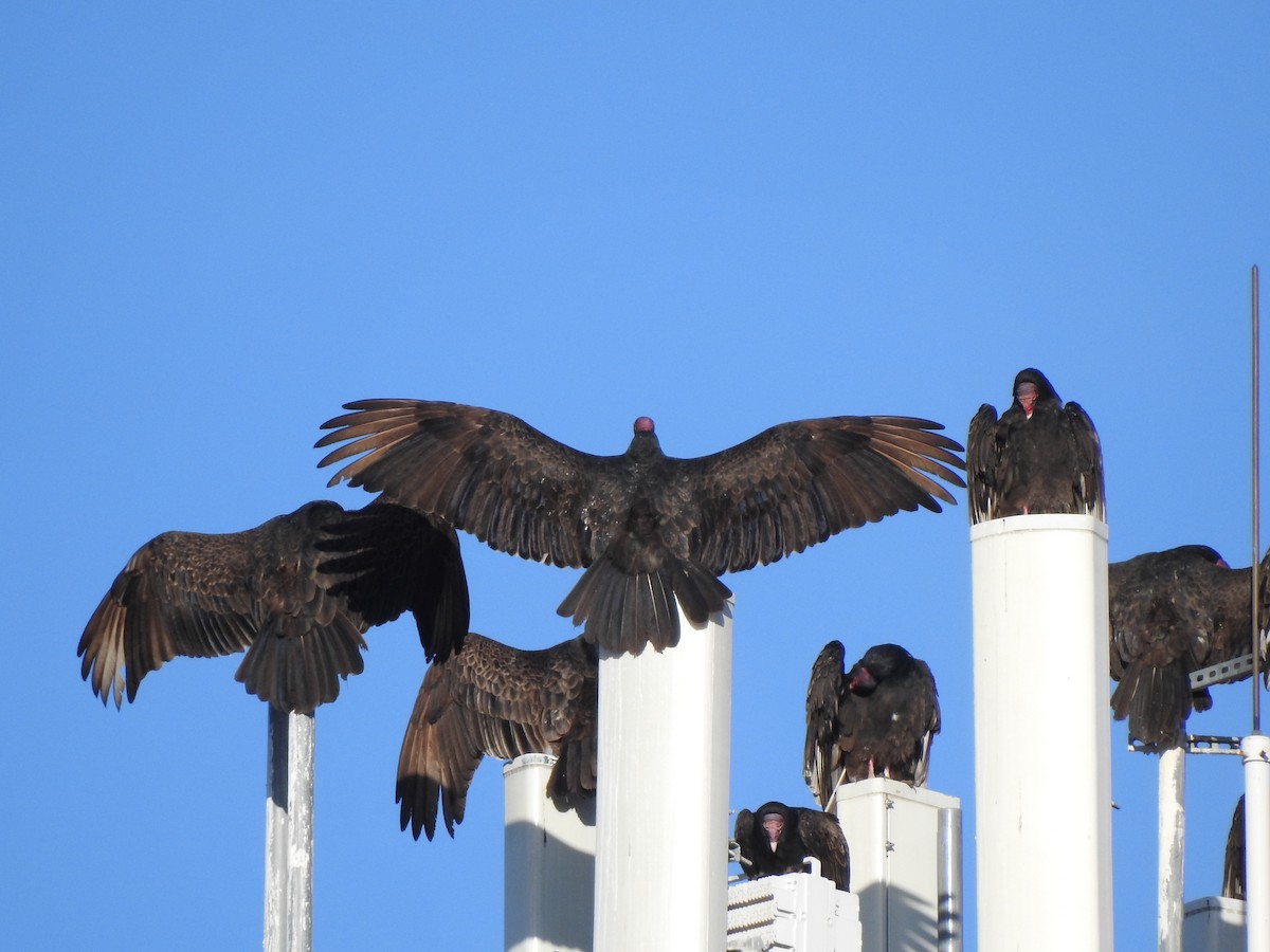 Turkey Vulture - ML617330848