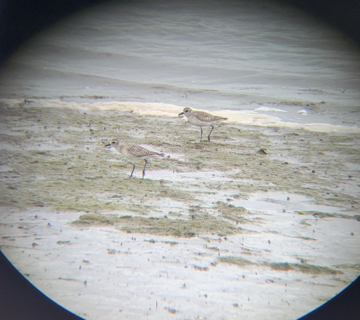 Black-bellied Plover - ML617330855