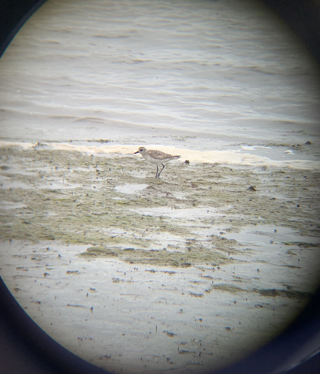 Black-bellied Plover - Caroline Cecena