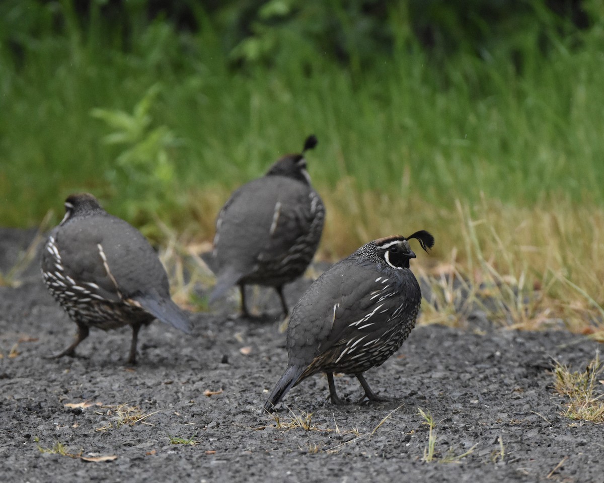 California Quail - ML617330891