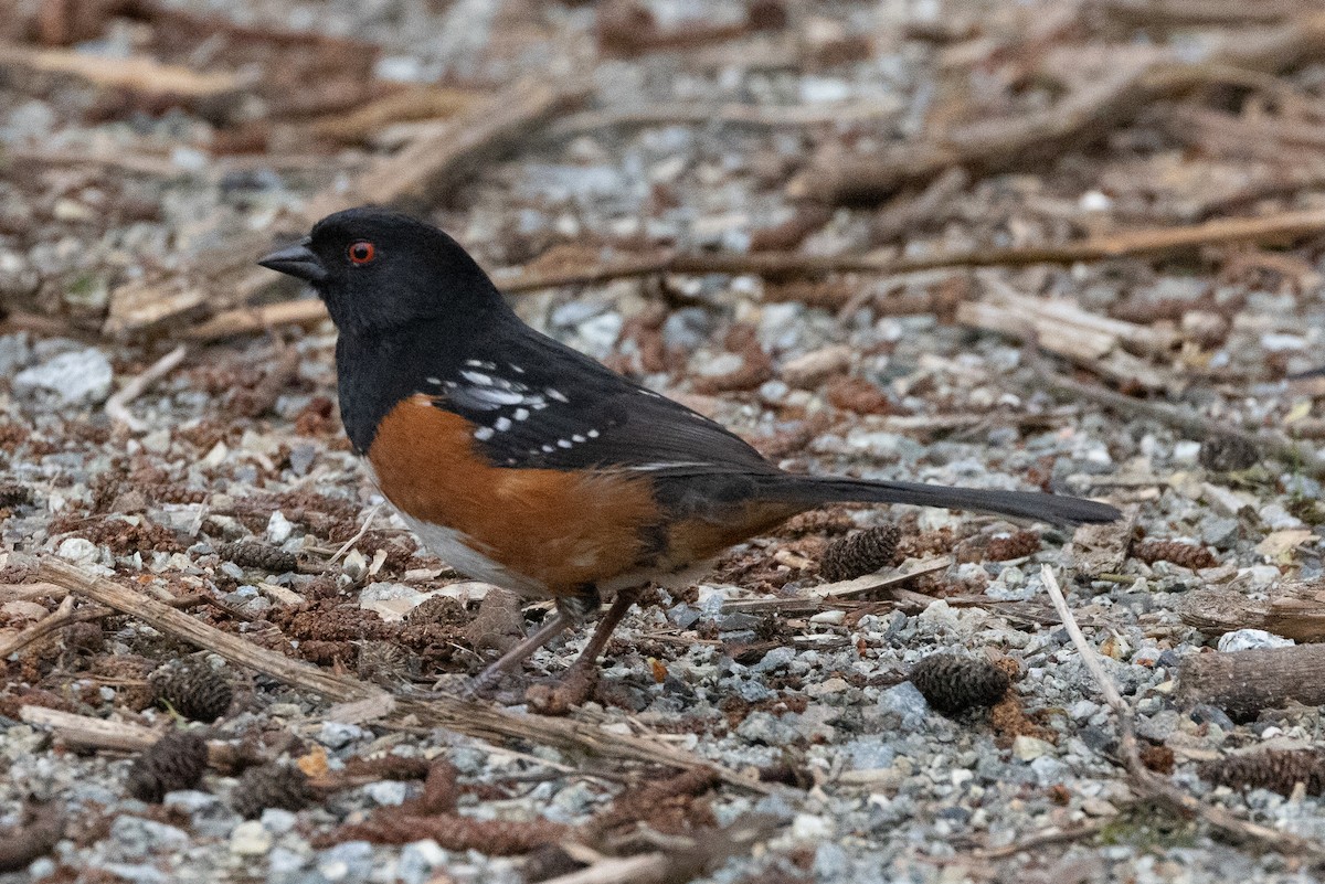 Spotted Towhee - ML617330997