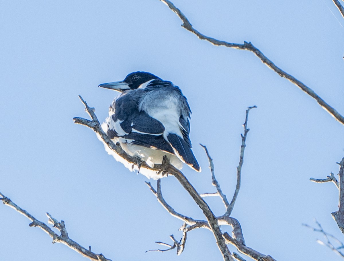 Pied Butcherbird - David Carson