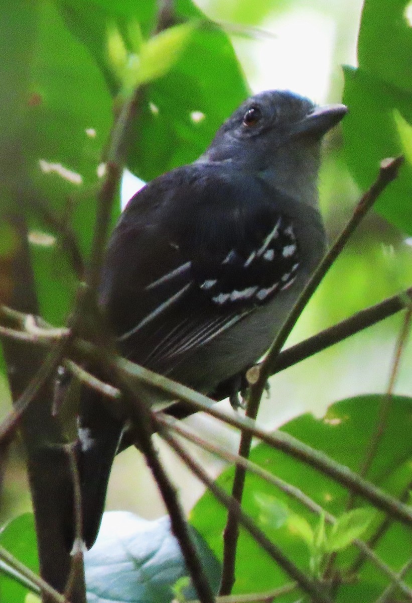 Northern Slaty-Antshrike - ML617331028