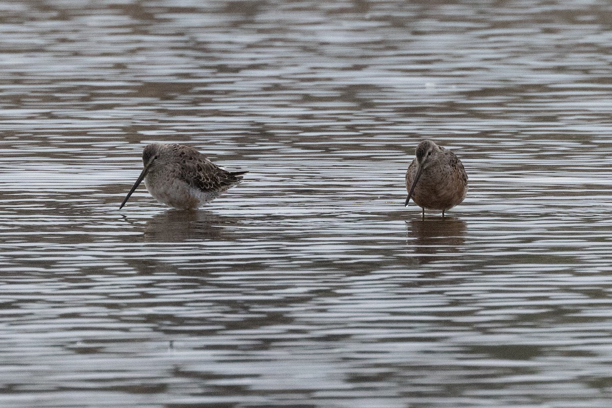 Long-billed Dowitcher - ML617331041