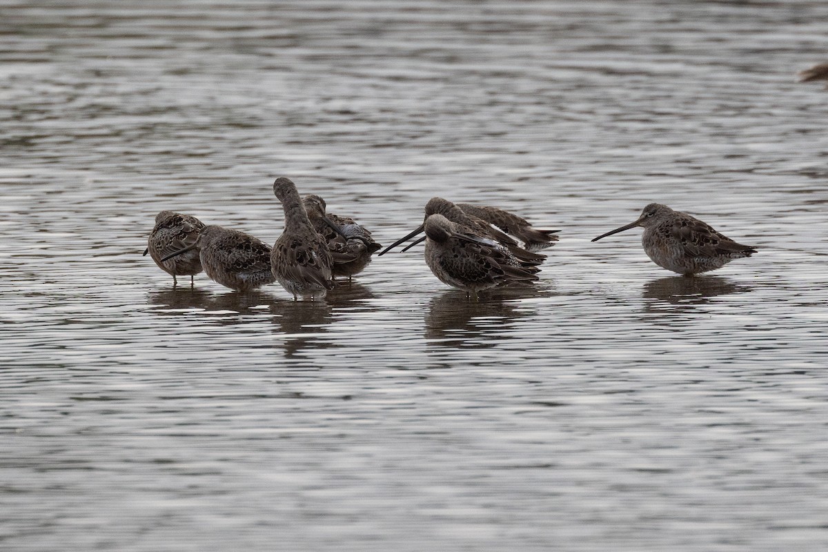 Long-billed Dowitcher - ML617331043