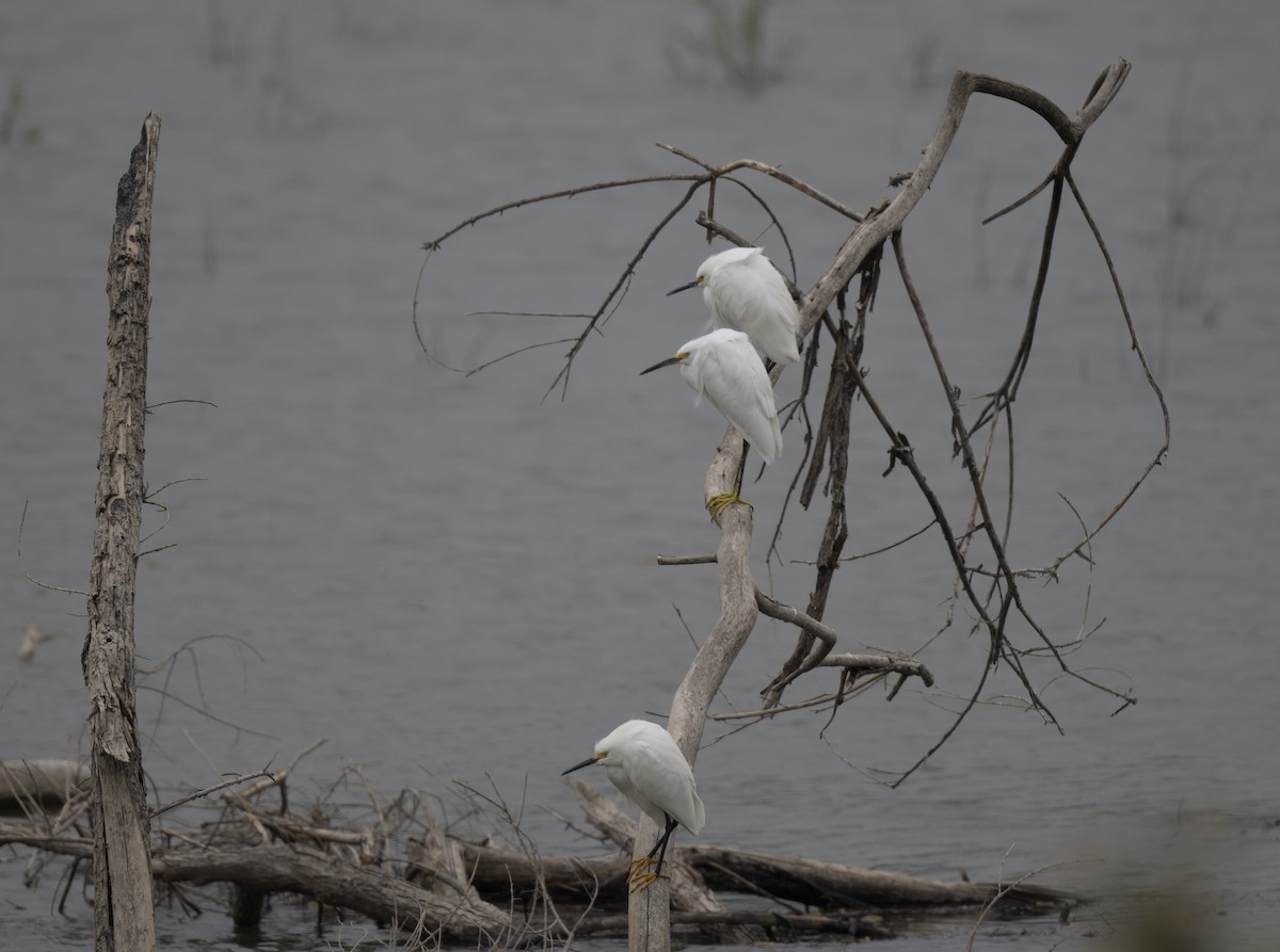 Snowy Egret - ML617331065